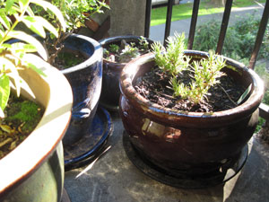 (four pots of plants, by a metal railing)