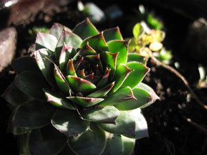 (close-up of a succulent plant)