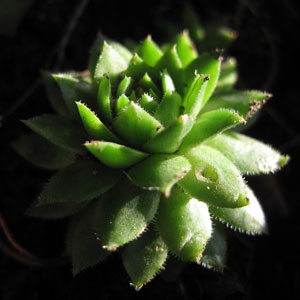 (close-up of a succulent plant)