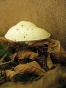 (mushroom and dried leaves)