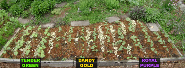 (panorama showing a bed with three types of green beans)