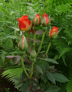 (red-and-yellow miniature roses)