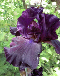 (purple iris flower)