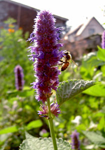 (stalk of purple flowers with a bee)
