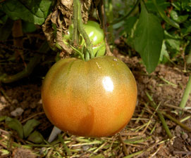 (pale red tomato on a vine)
