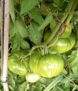 (several green tomatoes on the vine)
