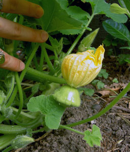 (baby squash still attached to its flower)