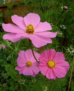 (pink cosmos flowers)