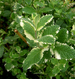 (green and white varicoloured leaves)