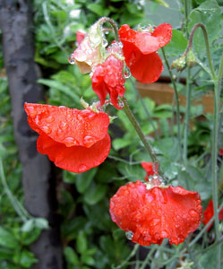 (red sweetpea flowers)
