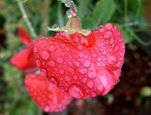 (red sweetpea flower with raindrops)