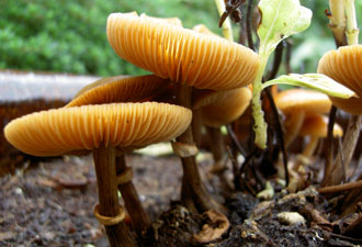 (several brown mushrooms)