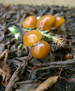 (several small mushrooms)