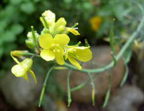 (small yellow flowers)