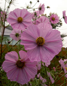 (pink cosmos in rain)