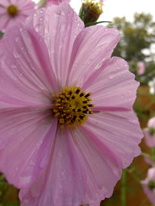 (one pink cosmos with raindrops)