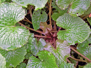 (closeup of a wet plant)