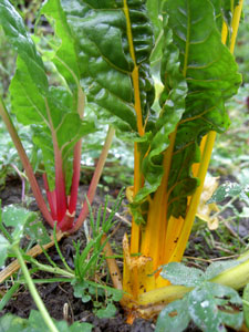 (yellow and pink chard plants)