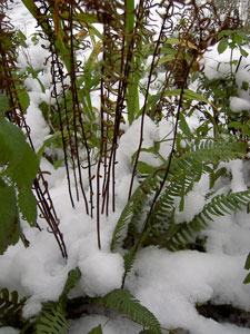 (fern in snow)