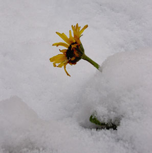 (yellow flower in snow)