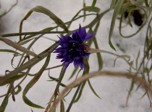 (blue flower in snow)
