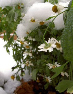 (white flowers in snow)