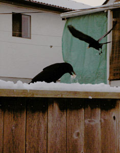 (crows taking peanuts from a fence)