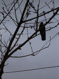 (crow in a leafless tree)