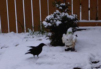 (crow and garden gnome)