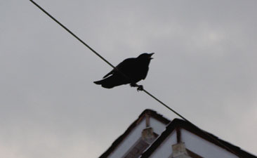 (a bird on a wire)