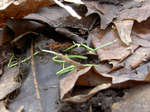 (tiny seedlings in a leaf mulch)