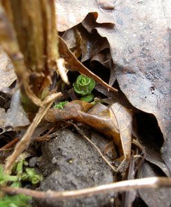 (a green bud peeking out of dead leaves)