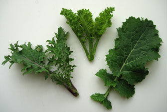 three kinds of baby kale greens