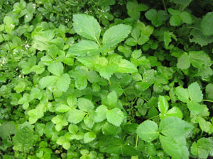 (green foliage)