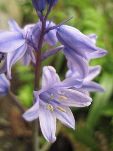 (a stalk of purple flowers)