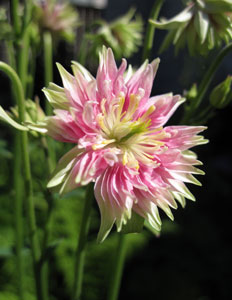 (pink starburst flower)