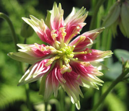 (pink starburst flower)