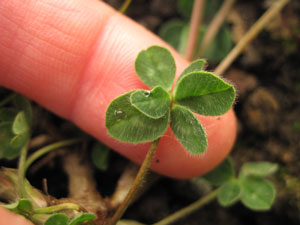 (one clover in a patch held up by a finger)