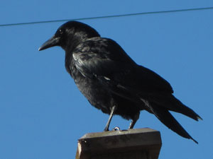 (crow on a fence post)