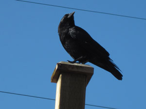 (crow on a fence post)