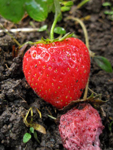 (a ripe strawberry and a withered strawberry)