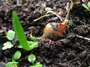 (a small sprouted onion, on top of the soil)