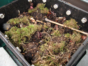 (compost box)