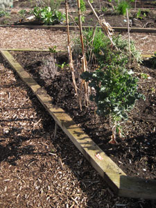 (triangular garden plot, facing northeast)