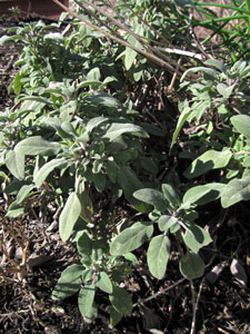 (closeup of a grey-green leaved plant)