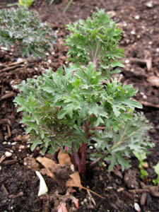 (closeup of a small, very leafy plant)