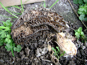 (wild black morel)