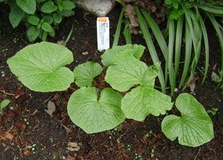 (a wasabi plant, aka Japanese horseradish)