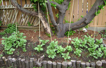 (a raised bed with blue potato sprouts)