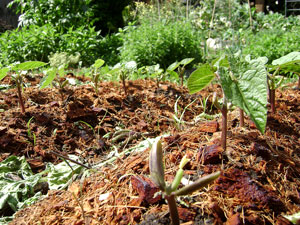 (purple bean sprouts)